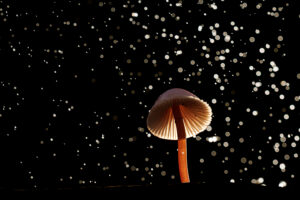 Workshop flitsen en paddenstoelen