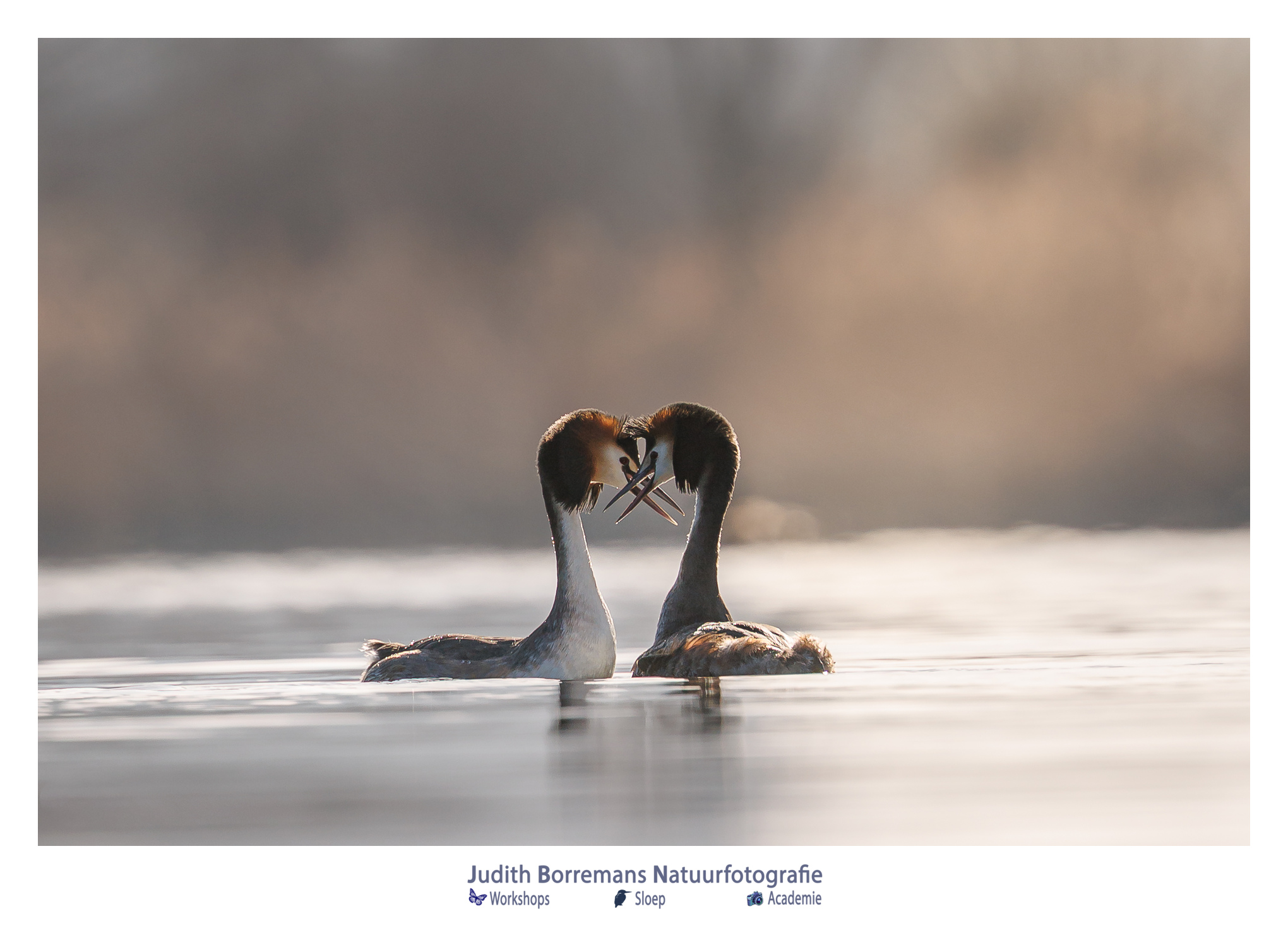 De futen zijn al volop aan het baltsen