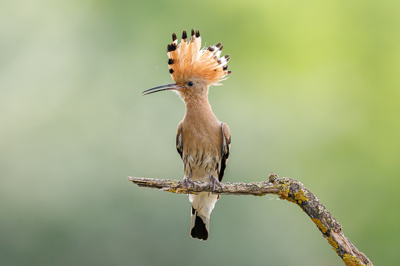 JBN fotoreis Hongarije - vogels fotograferen