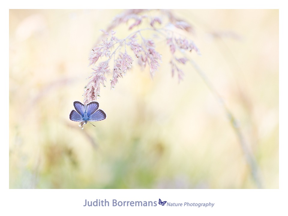 Heideblauwtje door Judith Borremans