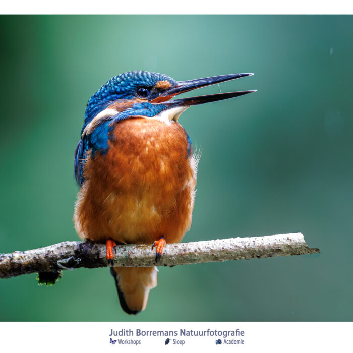 IJsvogel op een tak met een mooie rustige achtergrond, gefotografeerd vanuit Boshut Wim in Lille.