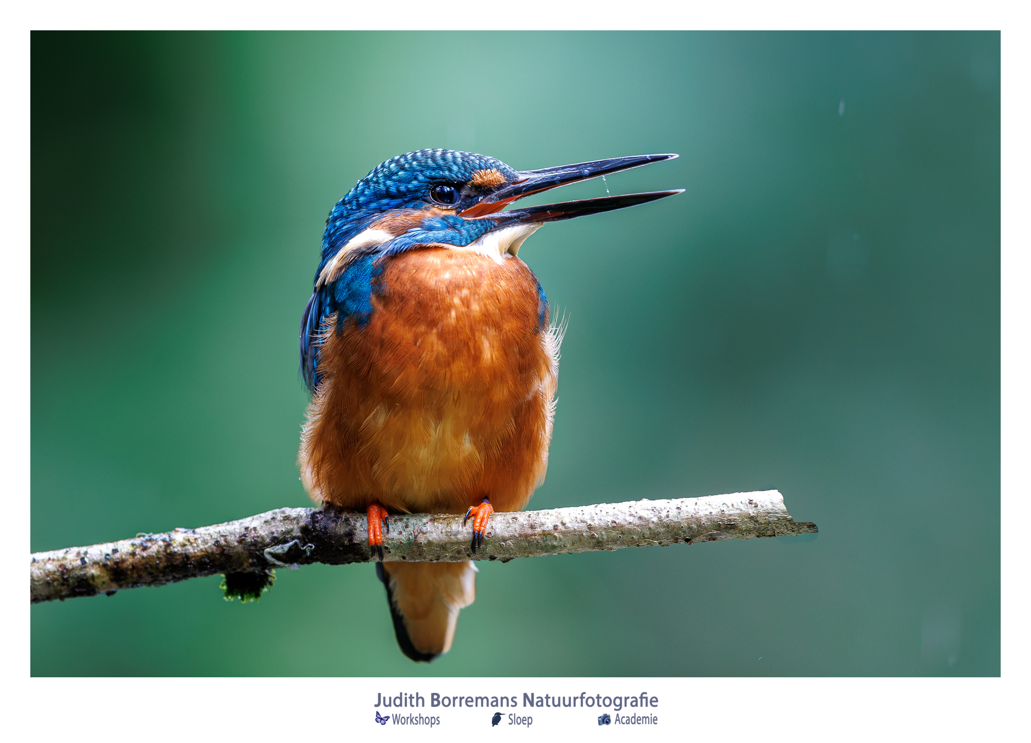 IJsvogel op een tak met een mooie rustige achtergrond, gefotografeerd vanuit Boshut Wim in Lille.