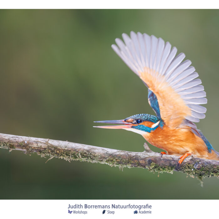 ijsvogel in een mooie houding