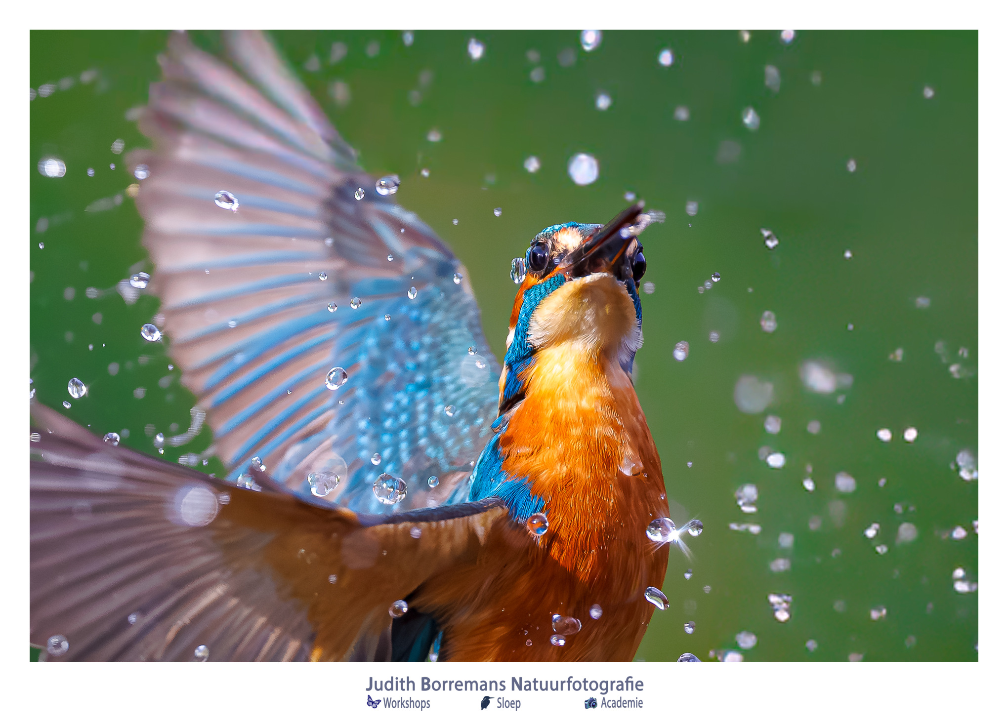 IJsvogel in volledige vlucht net uit het water komend met veel spetters