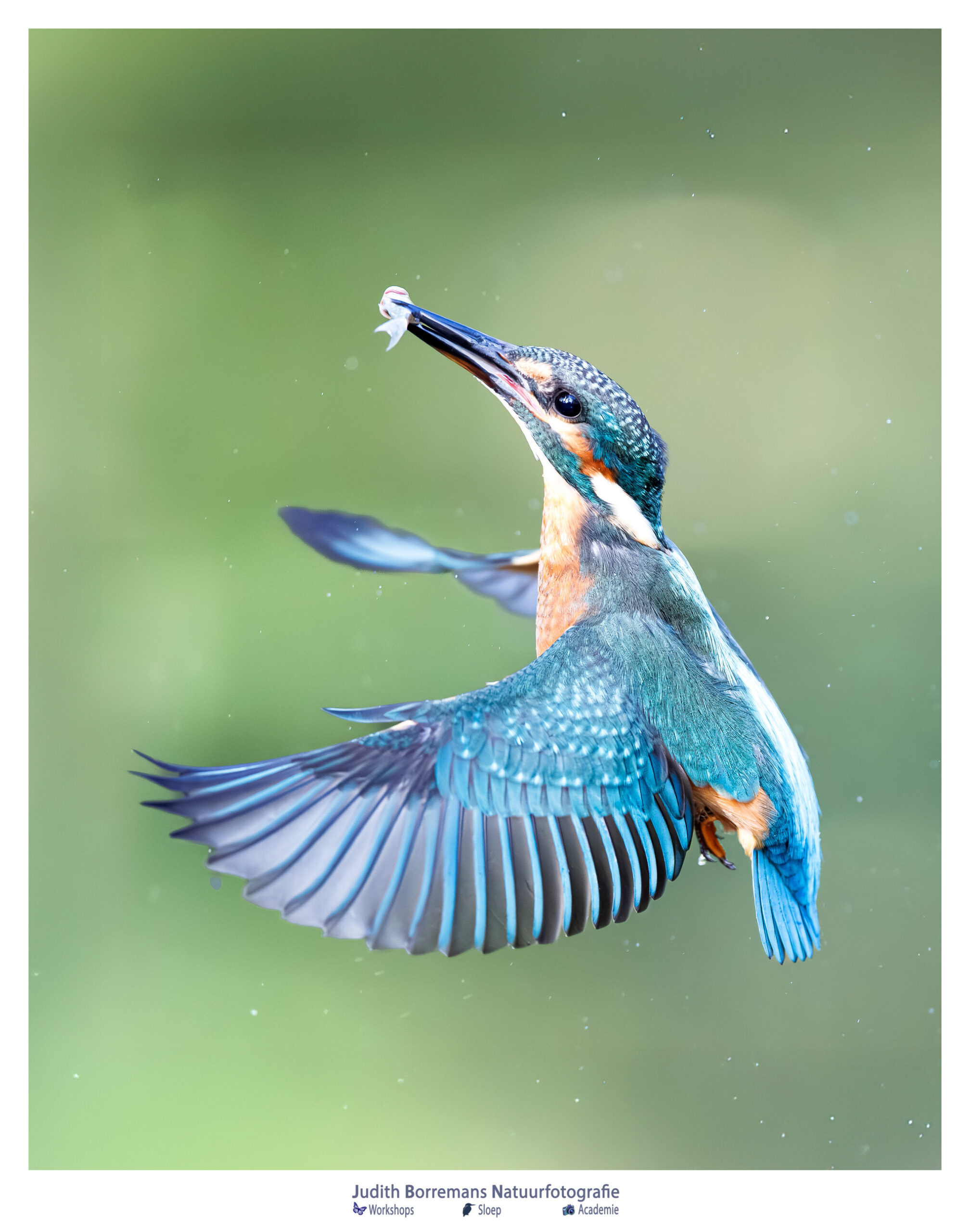 IJsvogel in vlucht met een visje, gefotografeerd vanuit een schuilhut