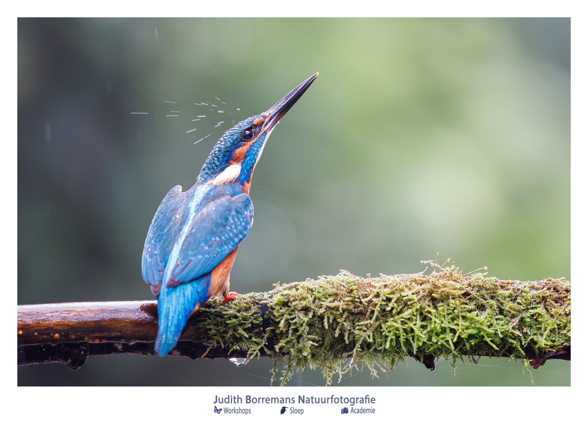 ijsvogel met regendruppel op zijn hoofd