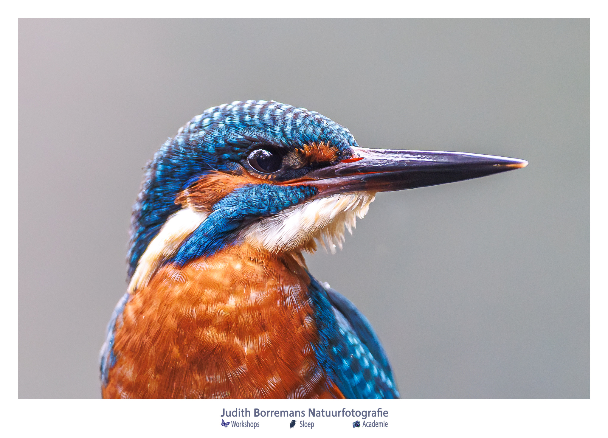 ijsvogel portret