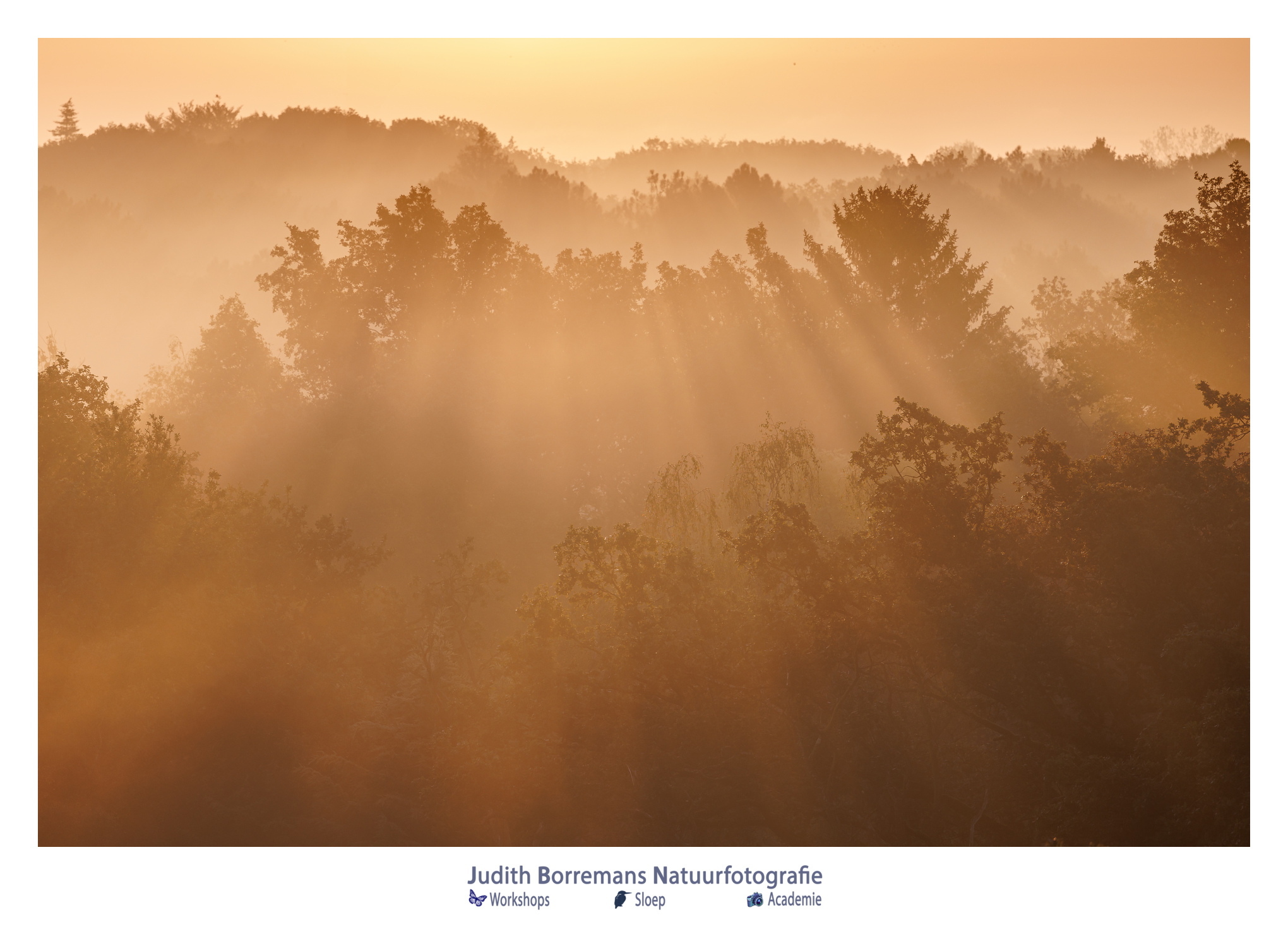 kalmthoutseheide met mist