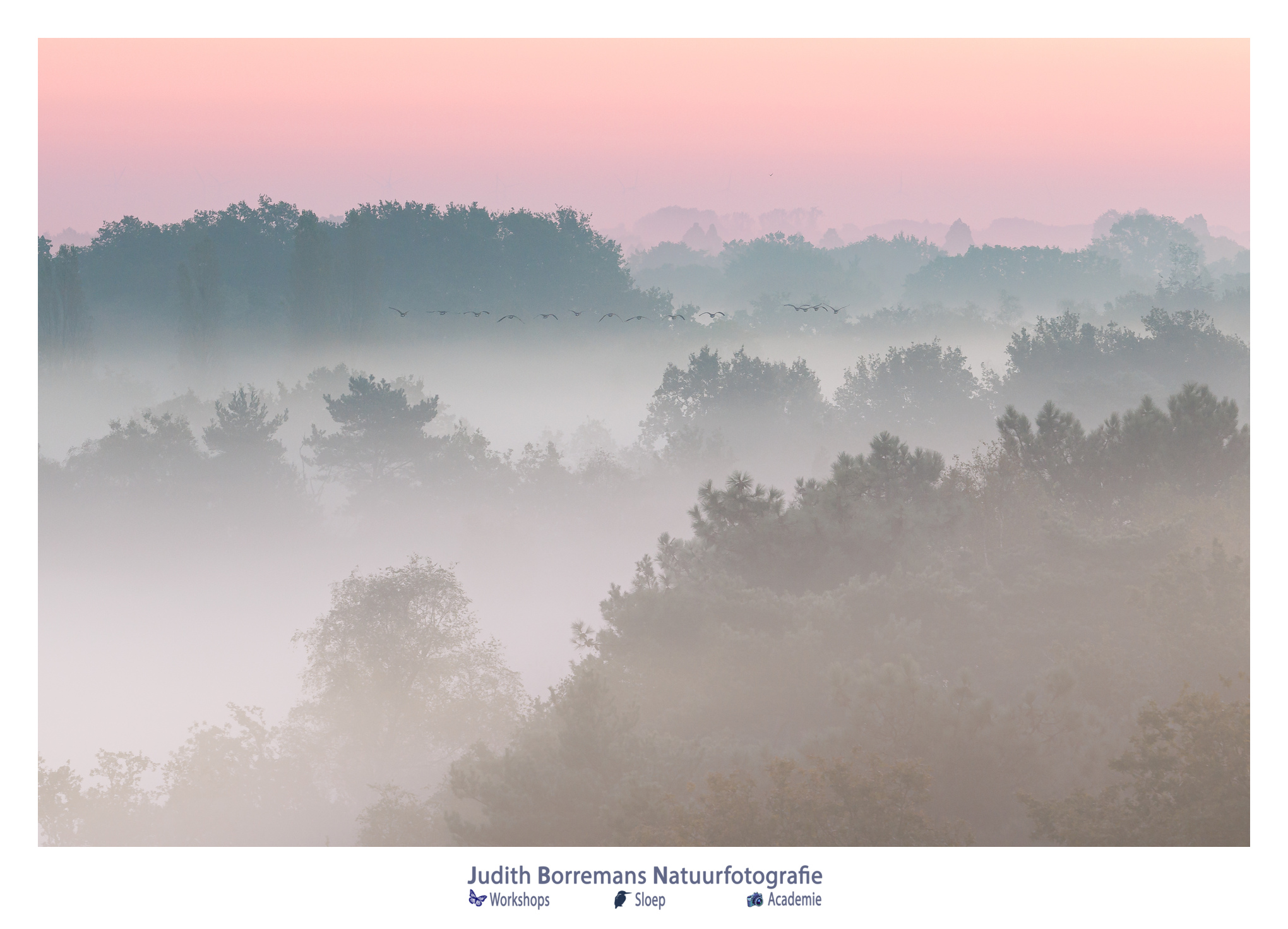 kalmthoutseheide met mist