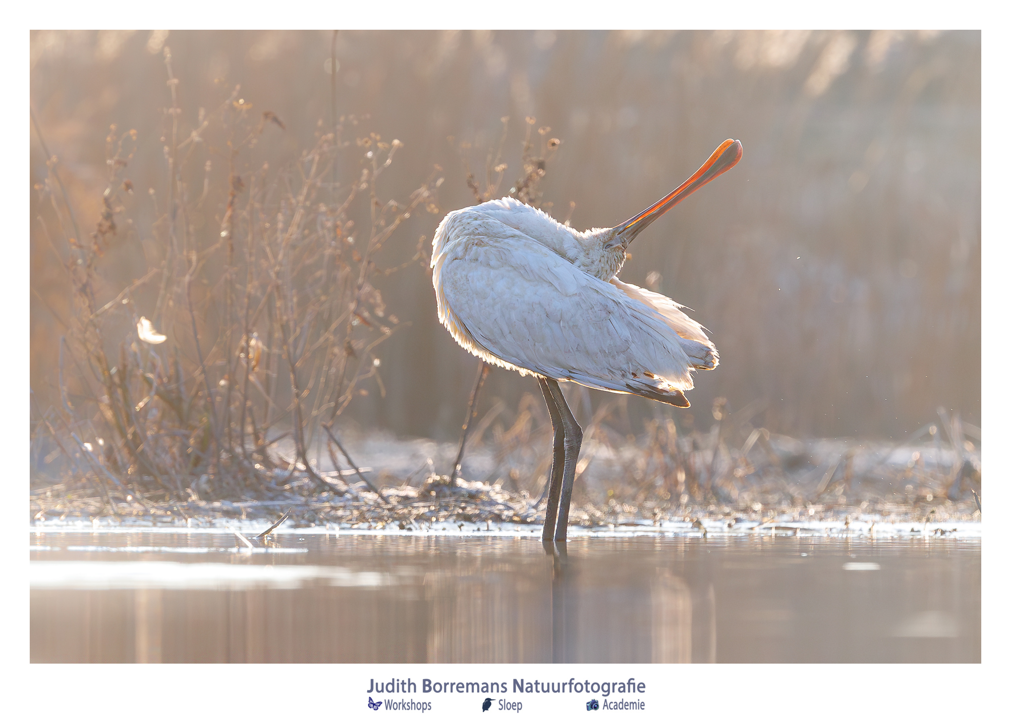 In de Biesbosch zag ik deze lepelaar staan in mooi ochtendlicht. Hij was zich ook zijn gemaak aan het poetsen. Ik hield mijn camera vlak boven het water voor een laag standpunt