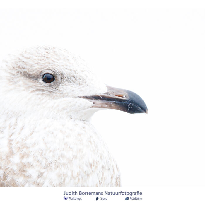 Meeuw JBNfotoreis In Zeeland