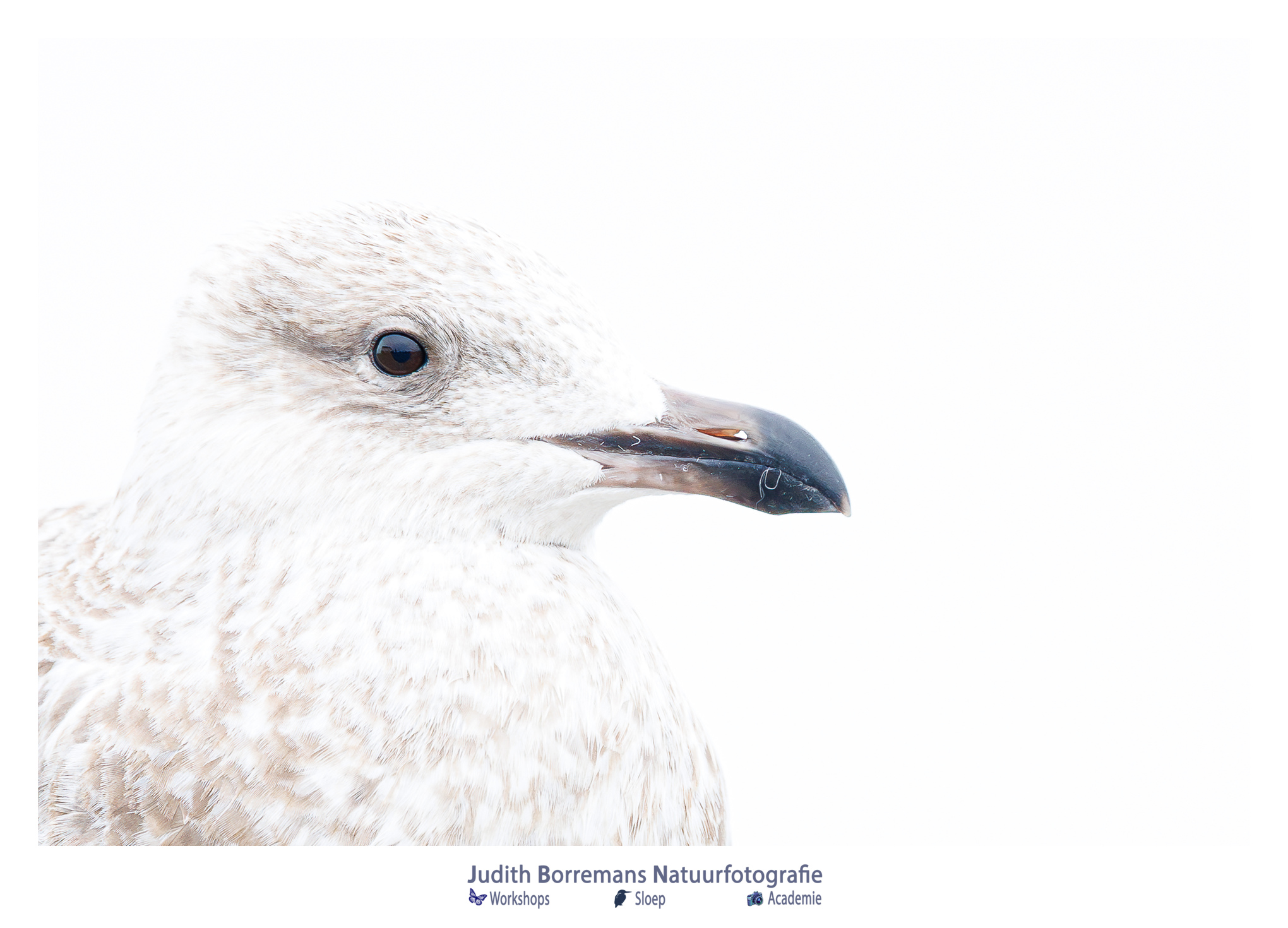 meeuw JBNfotoreis in Zeeland