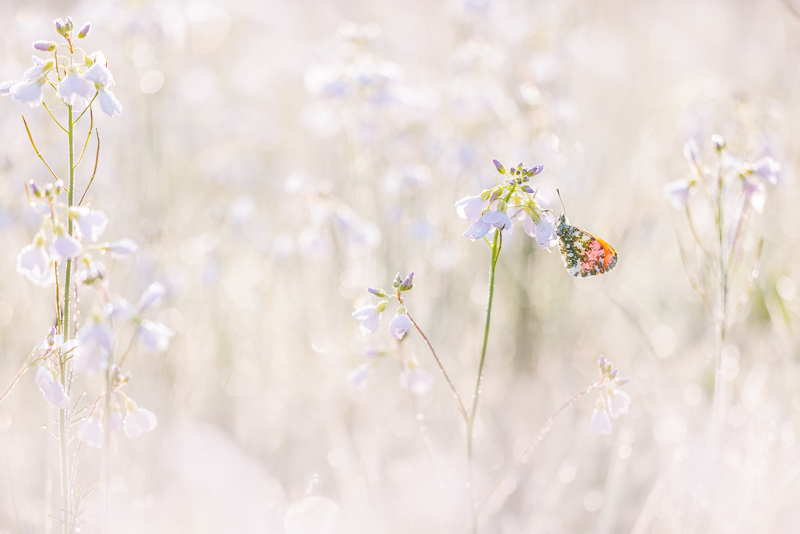 Oranjetipje in een veld van pinksterbloemen in zacht ochtendlicht