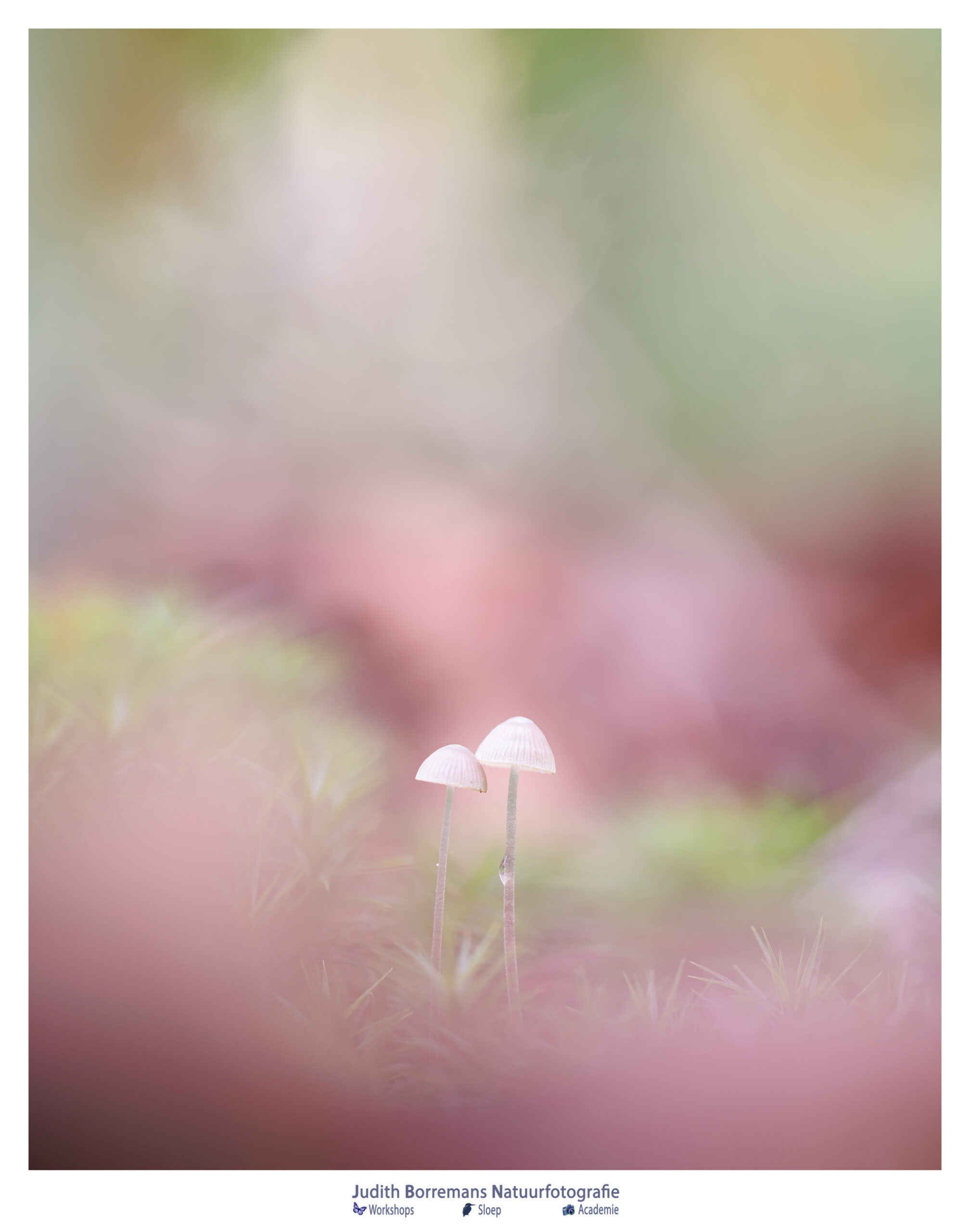 2. Kleine paddenstoelen gefotografeerd tijdens de Meet & Greet van de JBN Academie.