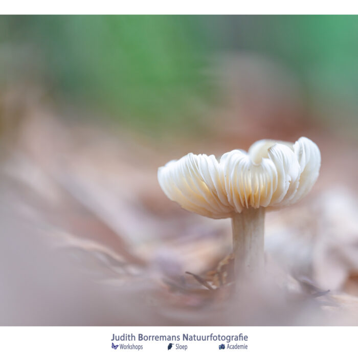 Paddenstoel gefotografeerd in zachte pasteltinten in het bos