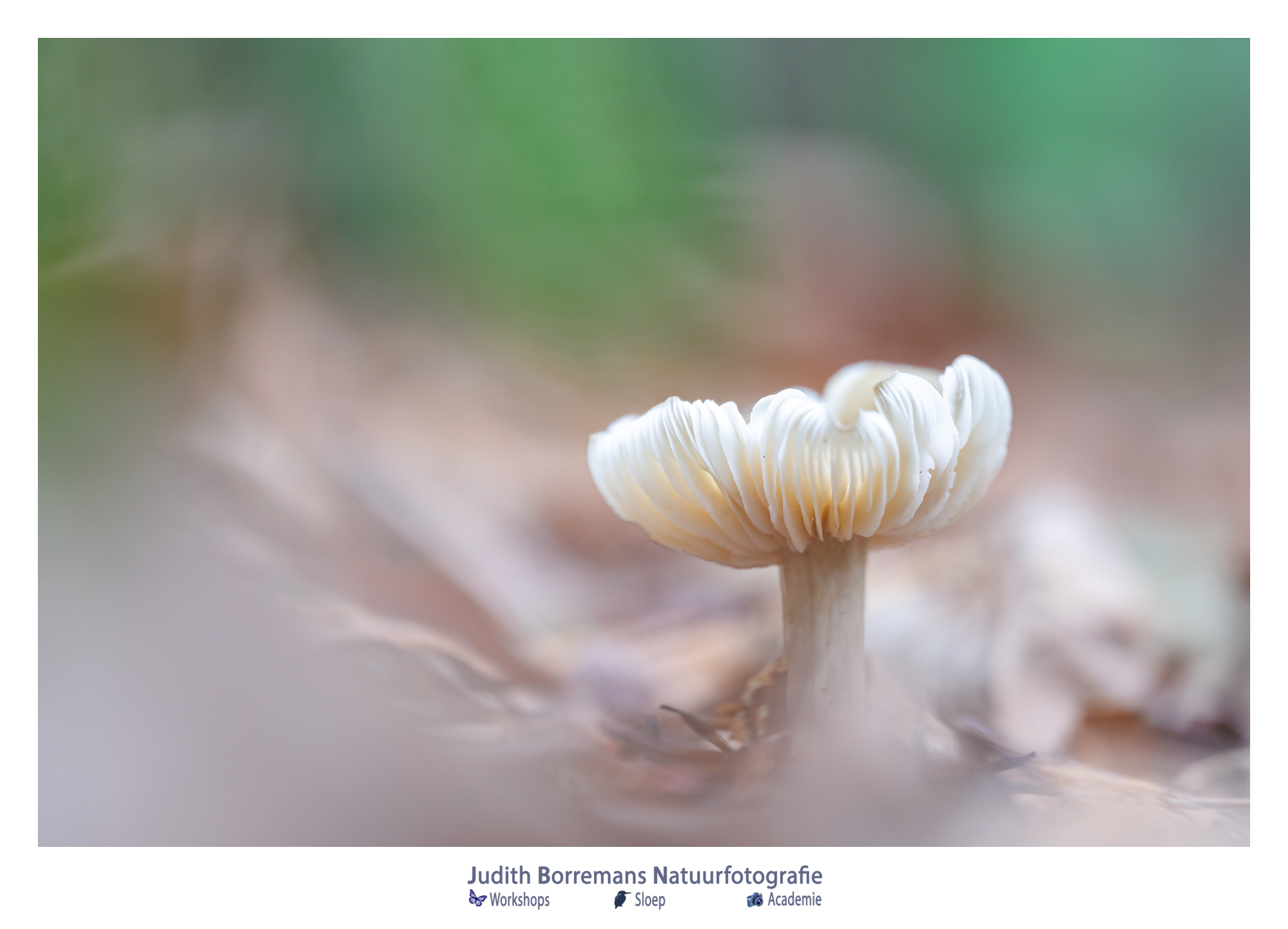 Paddenstoel gefotografeerd in zachte pasteltinten in het bos