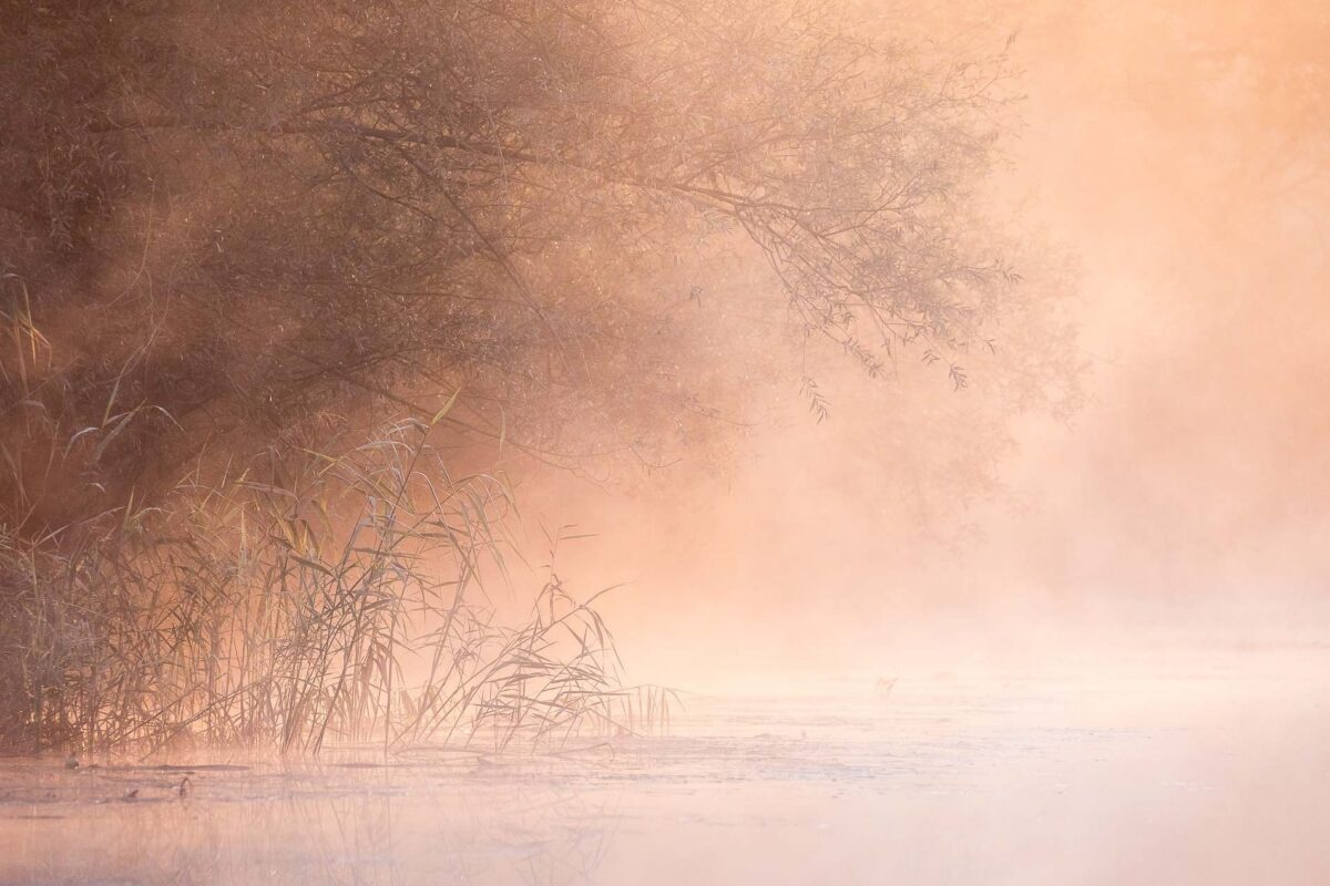 Varen door de Biesbosch in de JBN Sloep met natuurfotograaf Judith Borremans