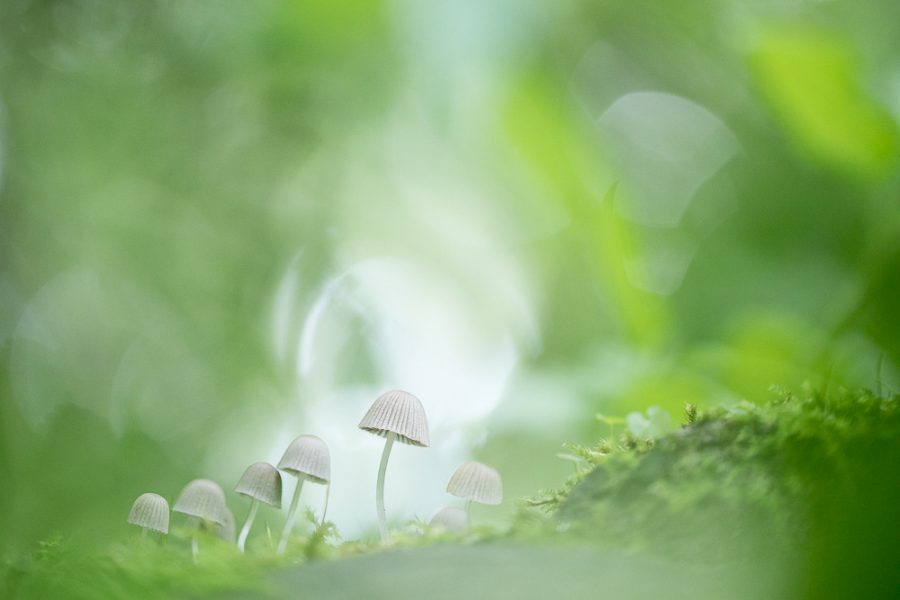 Basisworkshop Natuurfotografie – Krijg grip op je camera