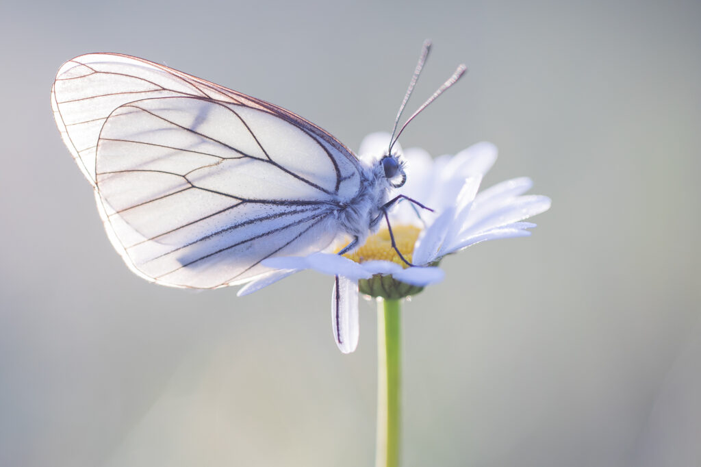 Vlinders fotograferen in Viroinval