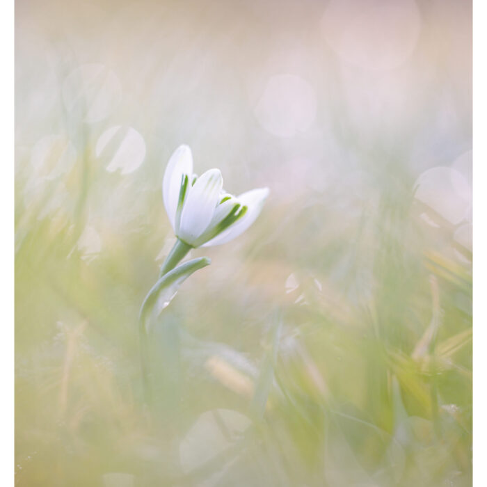 Macro van sneeuwklokje in zacht ochtendlicht – begin van het voorjaar