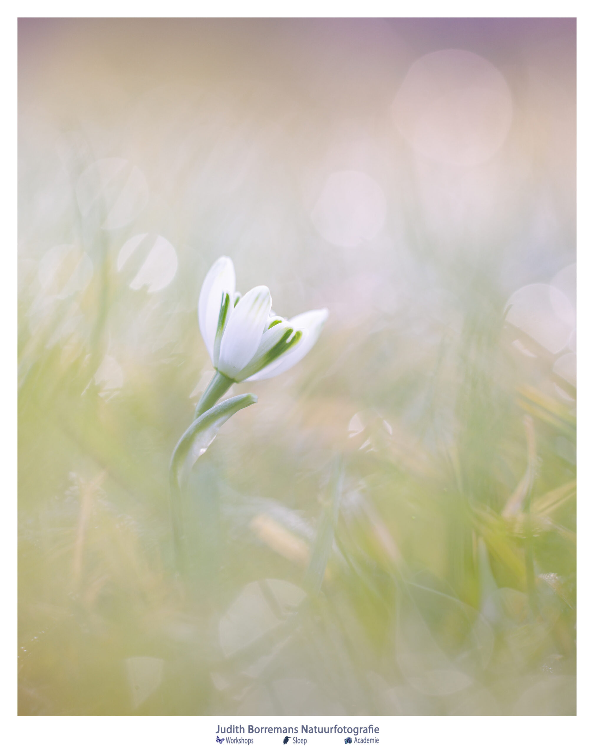 Macro van sneeuwklokje in zacht ochtendlicht – begin van het voorjaar