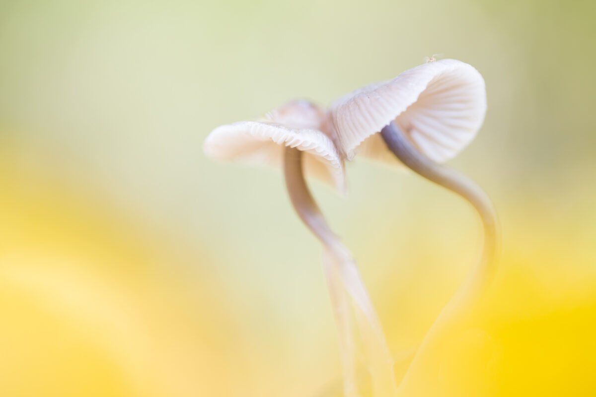twee paddenstoeltjes in pasteltint