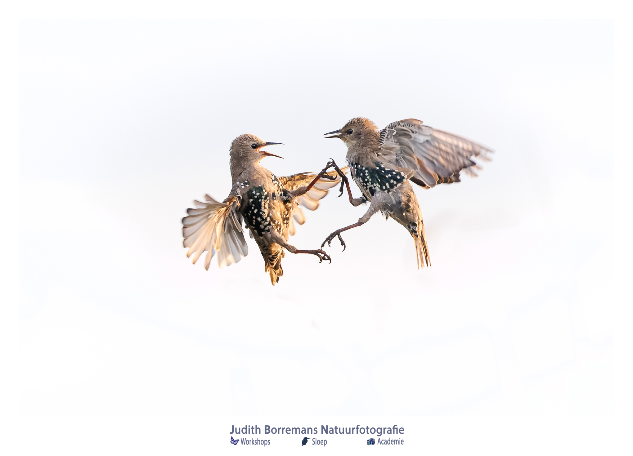 Twee vechtende spreeuwen gefotografeerd vanuit vogelhut Molswaerd