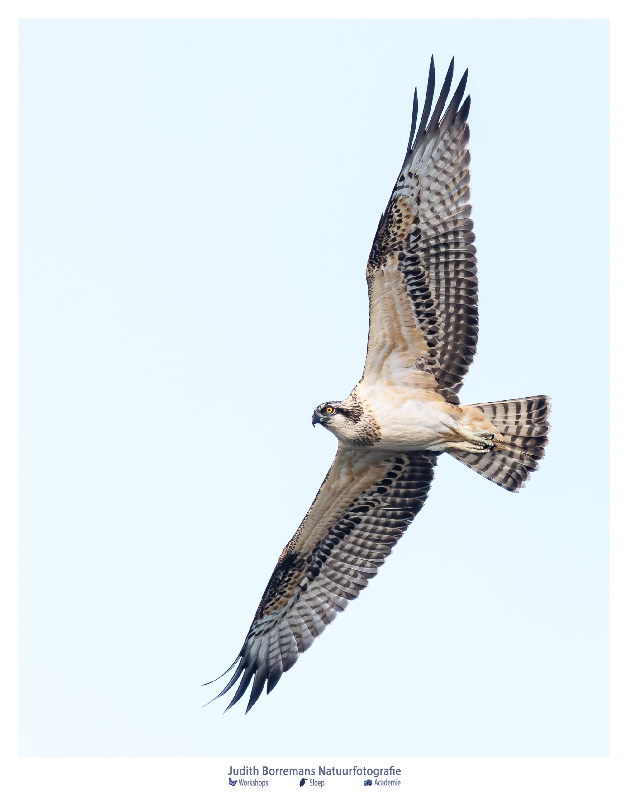 Visarend fotograferen in de Brabantse Biesbosch,