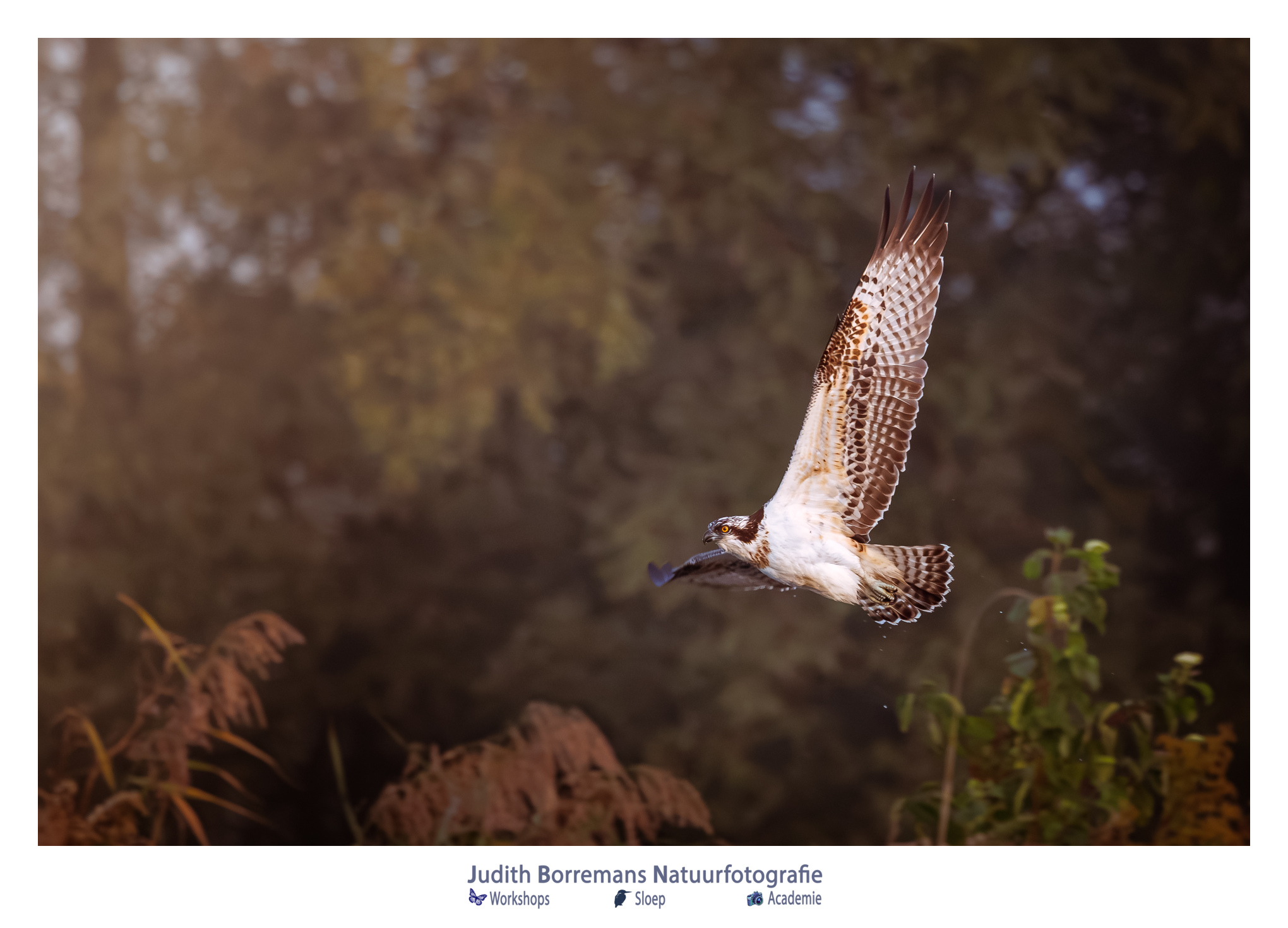 Visarend fotograferen in de Brabantse Biesbosch,
