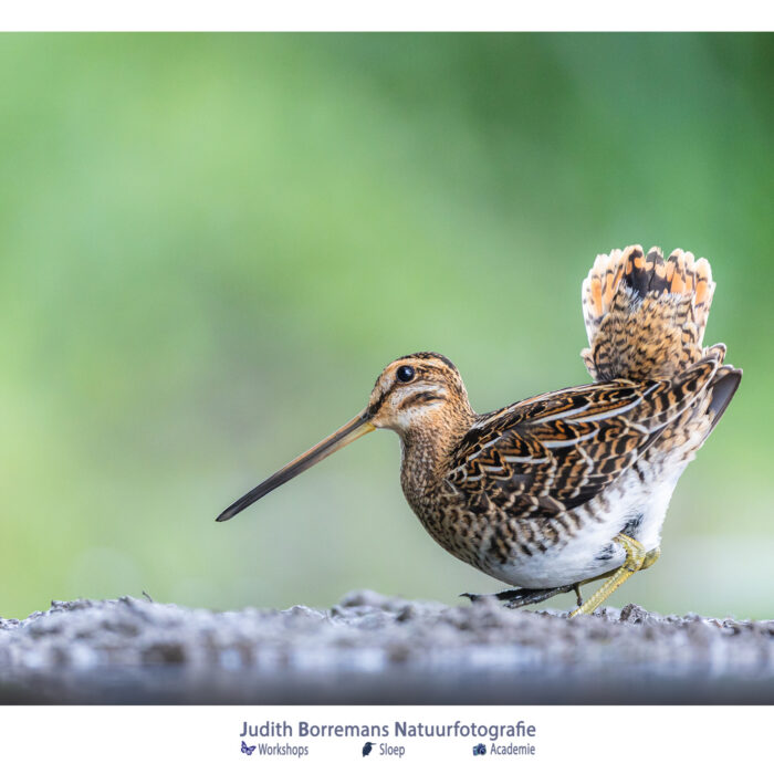 Watersnip vlaggend met zijn staart gefotografeerd vanuit vogelhut Molswaerd