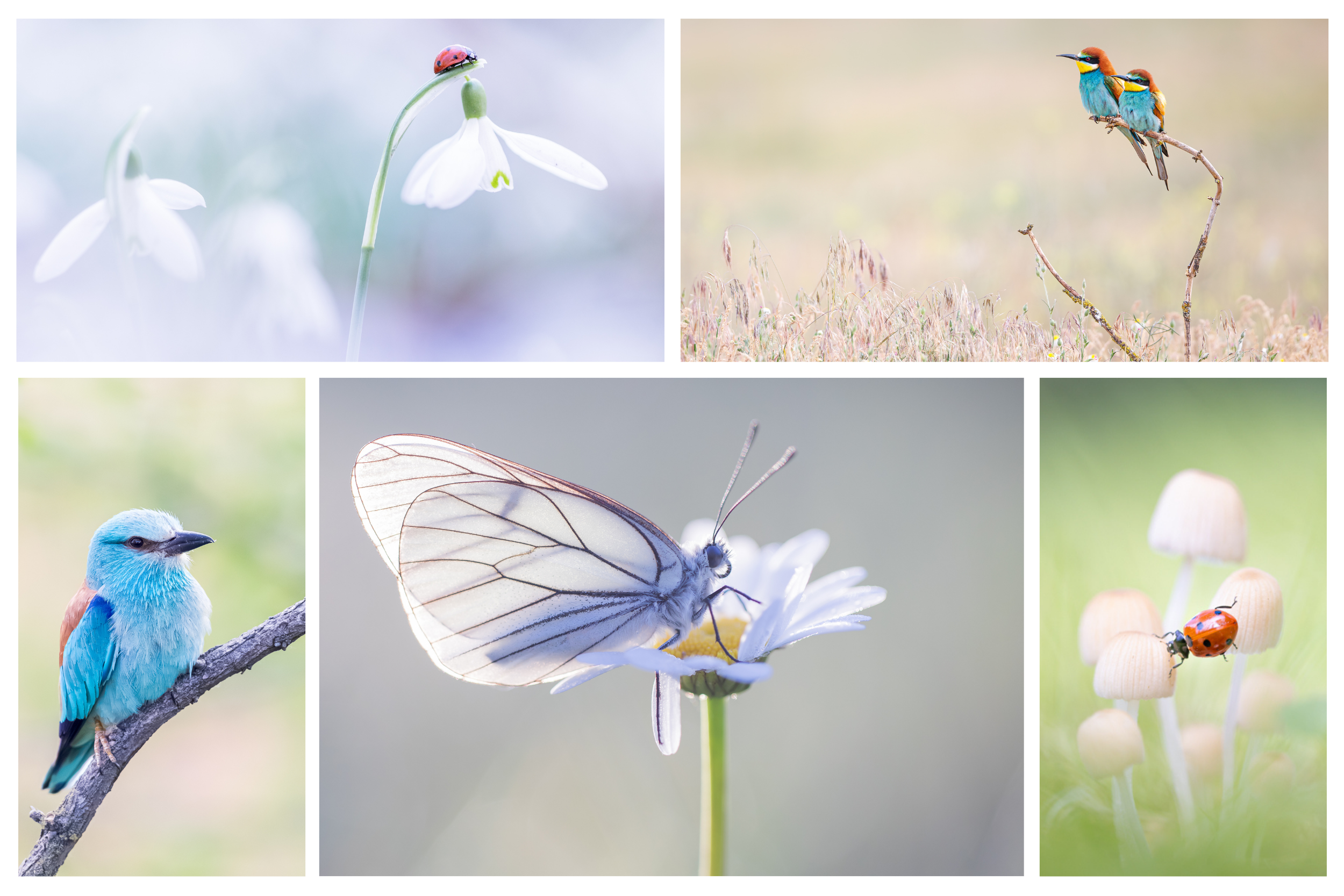 workshops en fotoreizen met Judith Borremans