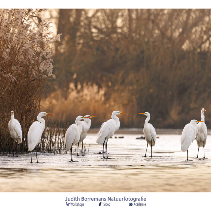 Zilverreigers op het ijs bij elkaar in de winterse Brabantse Biesbosch