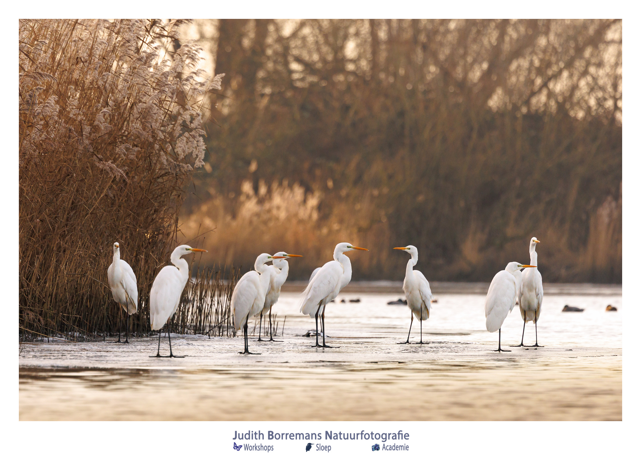 Zilverreigers op het ijs bij elkaar in de winterse Brabantse Biesbosch